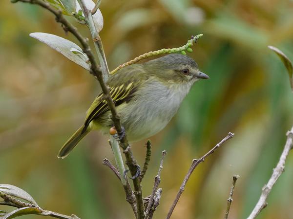 <h3><a href="/trips/costa-rica/biota/animalia/chordata/aves/040 passeriformes/011 tyrannidae/zimmerius parvus/zimmerius parvus-nl.html">Zimmerius&nbsp;parvus</a> / Mistletoe&nbsp;tyrannulet / </h3>OM-1 Mark II met OLYMPUS M.150-400mm F4.5 TC, 1/2000 sec  bij F5.6, ISO 2000, afstand 10.3&nbsp;m
